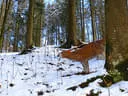 Winterparcour Bild 19