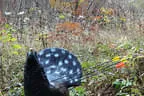 Herbstparcours 2018 Bild 33